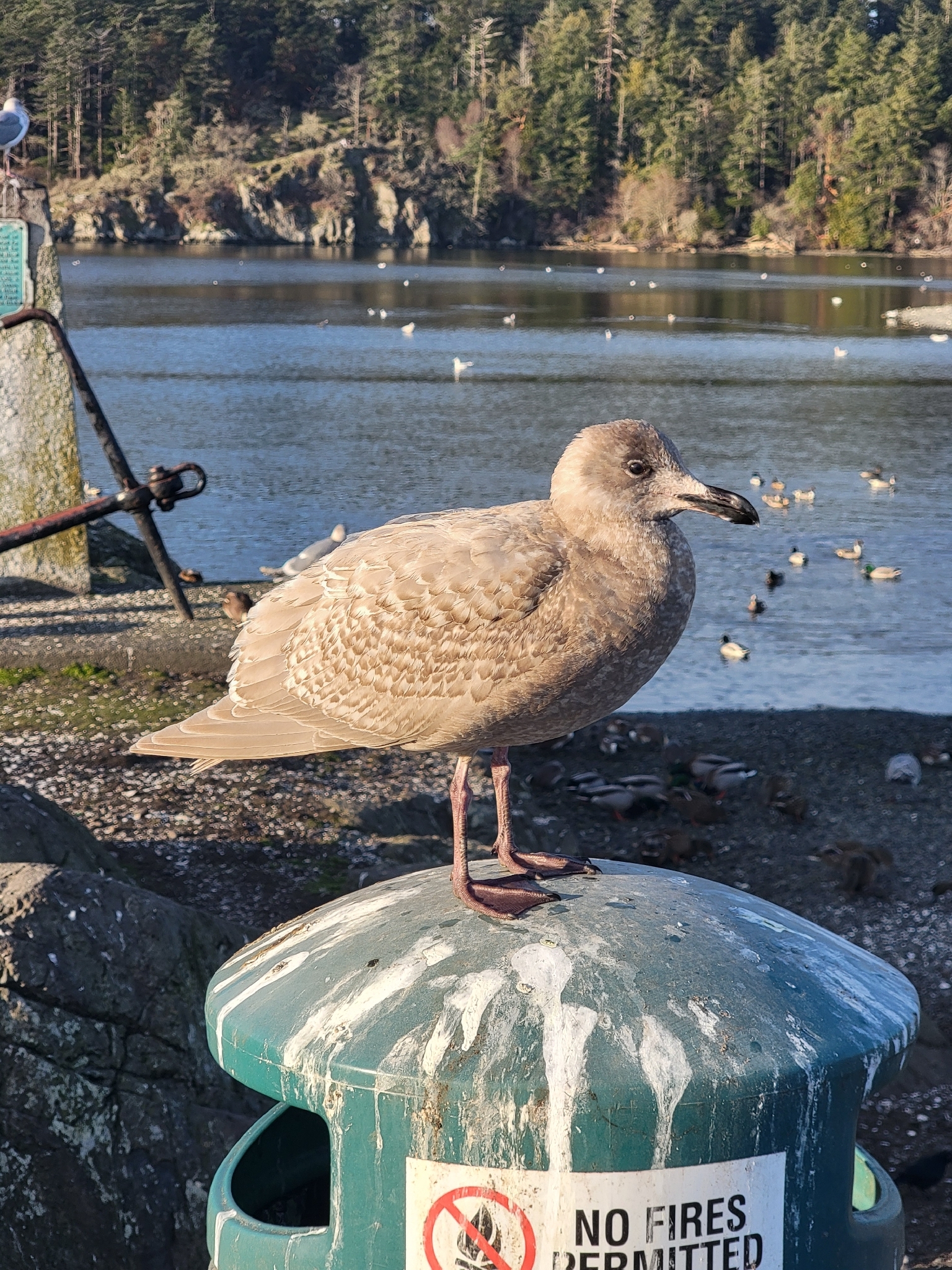 Glaucous-winged Gull (Larus glaucescens), photo 4