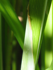 Carex acuta
