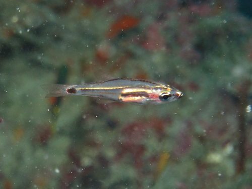 Mini cardinalfish (Ostorhinchus neotes) — Apogonidae — 5
