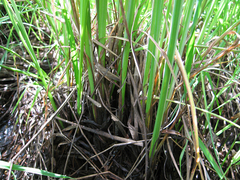 Carex acuta