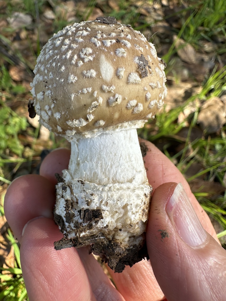 Amanita pantherinoides · January 2026 · photo: © ocean_beach_goth (iNaturalist, cc-by)