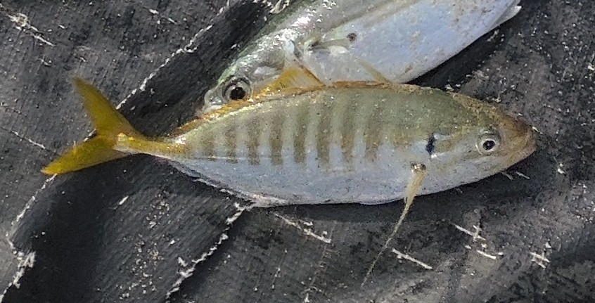 Yellowtail scad