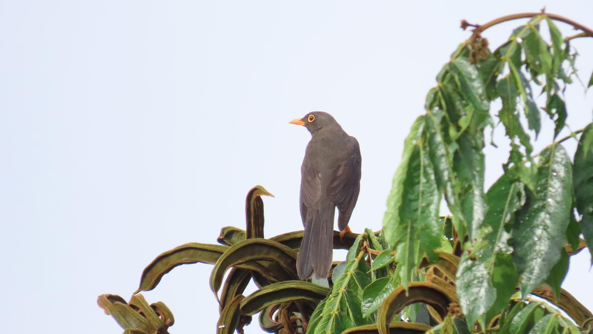 Great Thrush (Turdus fuscater), photo 3