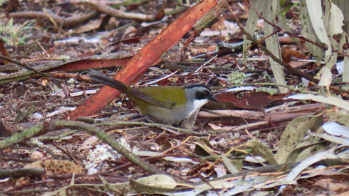 Grey-browed Brushfinch (Arremon assimilis)