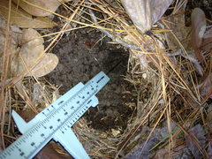Dasypus novemcinctus