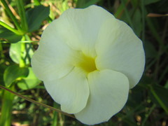 Thunbergia atriplicifolia