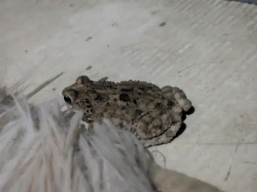 Common Lesser Toad, Rhinella granulosa