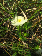 Thunbergia atriplicifolia