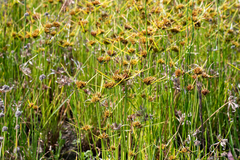 Cyperus polystachyos polystachyos