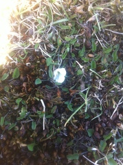 Convolvulus waitaha