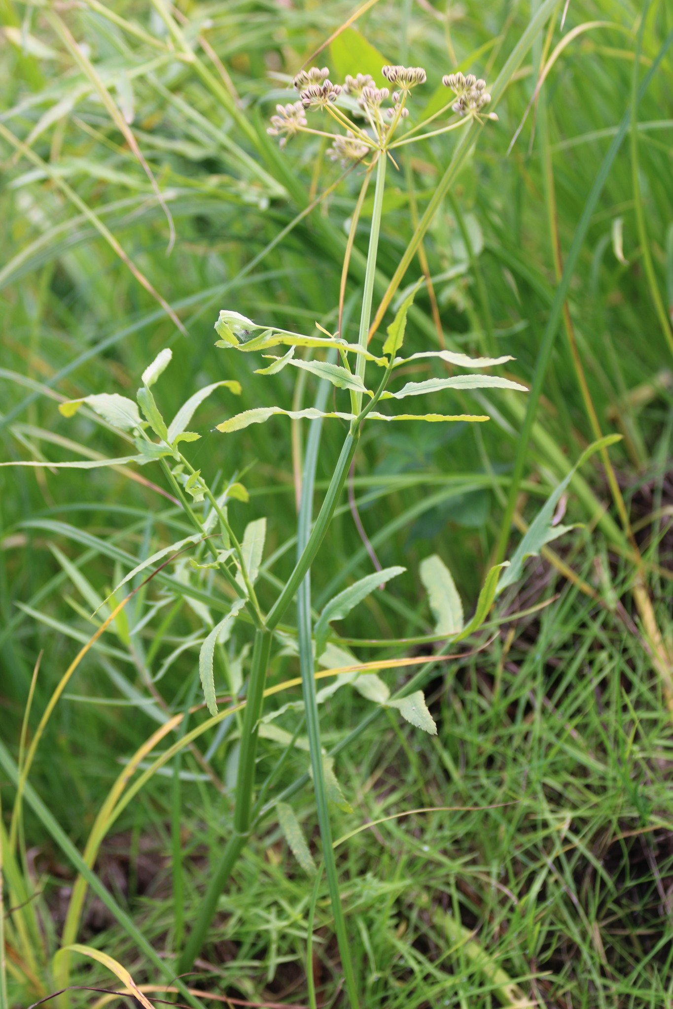 Greater Water-Parsnip (Sium latifolium)