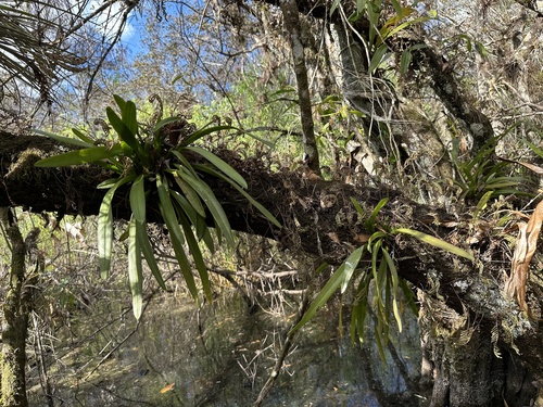 Maxillaria crassifolia