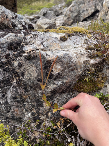 Epilobium chlorifolium observed 2026-01-18