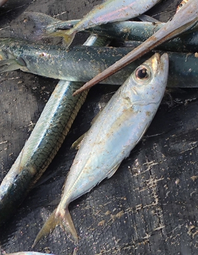 Bigeye scad (Selar crumenophthalmus) — Carangidae