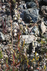 Streptanthus glandulosus secundus