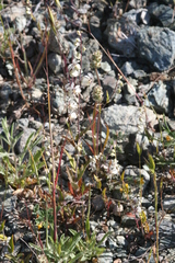 Streptanthus glandulosus secundus