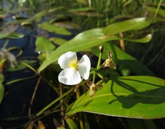 Sagittaria natans