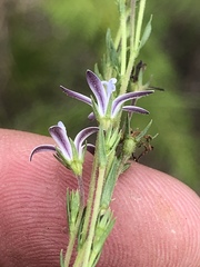 Wahlenbergia unidentata