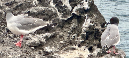 Swallow-tailed Gull (Creagrus furcatus), photo 10