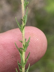 Wahlenbergia unidentata