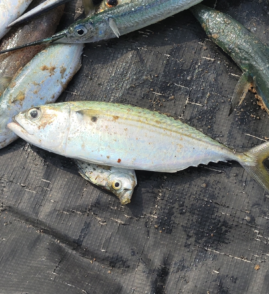 Chub mackerel (Rastrelliger kanagurta) — Scombridae