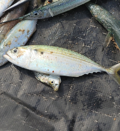 Chub mackerel (Rastrelliger kanagurta) — Scombridae