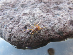 Dysdera curviseta