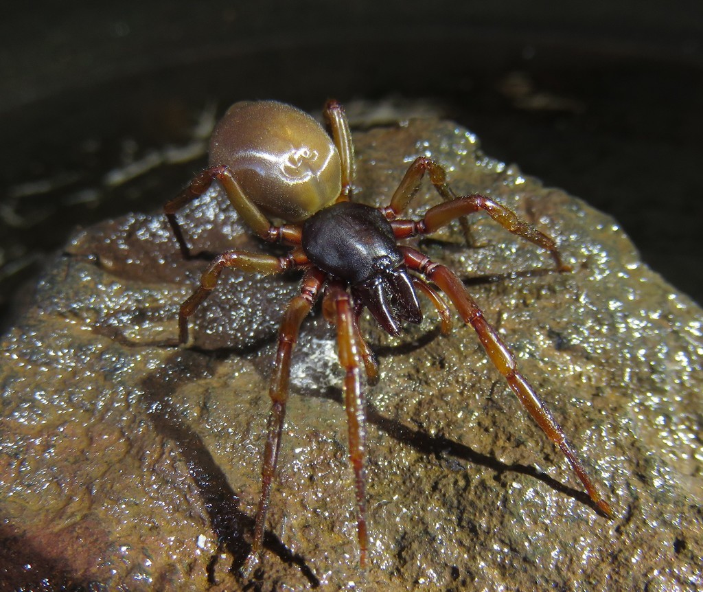 Dysdera insulana