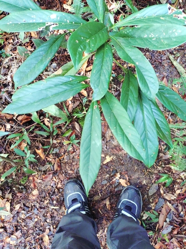 Symplocos glauca, photograph 4