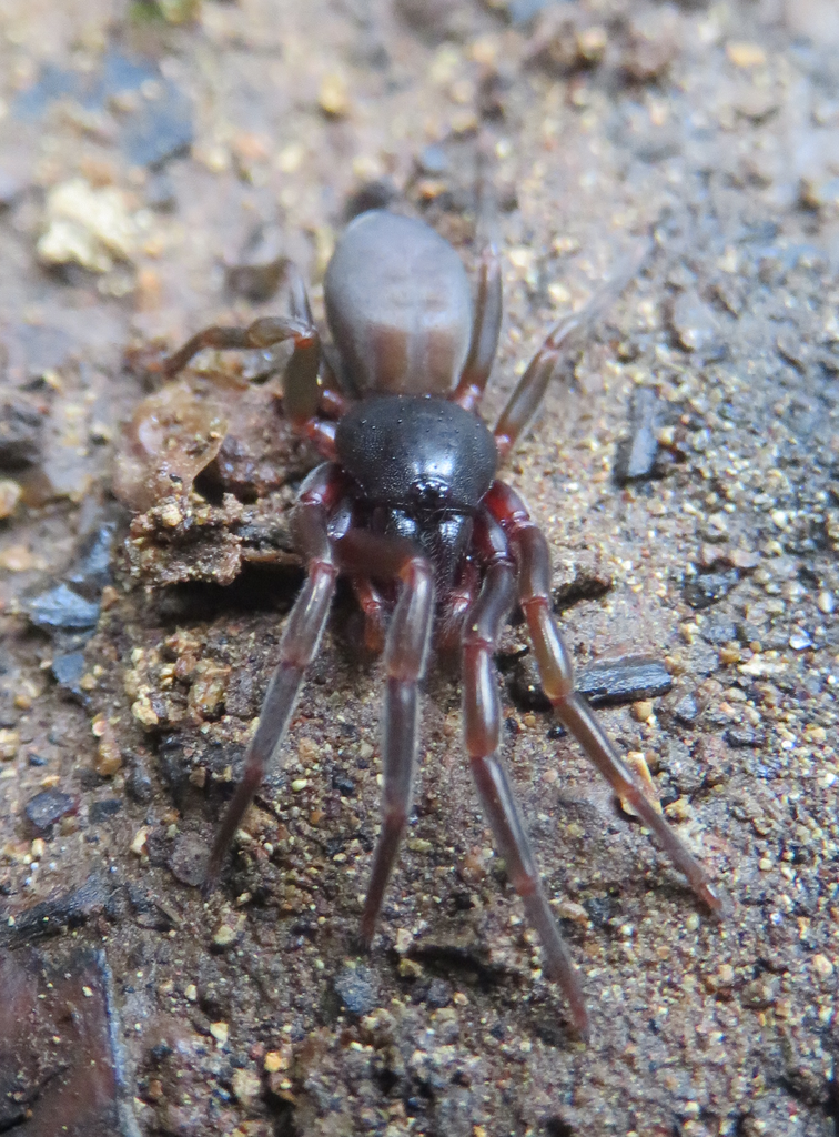 Dysdera verneaui