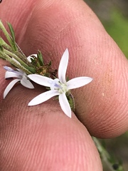 Wahlenbergia unidentata