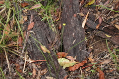 Tricoryne anceps