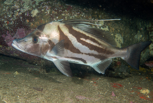 Boarfish (Paristiopterus labiosus) — Pentacerotidae — 3