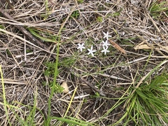 Wahlenbergia unidentata