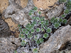 Heliotropium anomalum