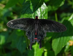 Pachliopta kotzebuea bilara