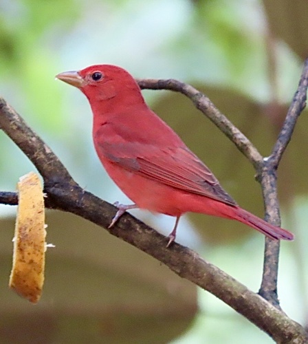 Summer Tanager (Piranga rubra), photo 6