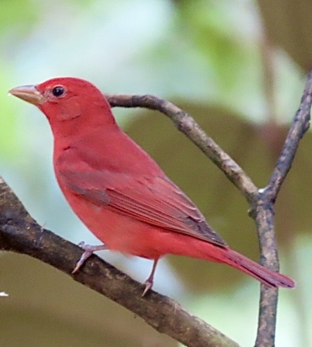 Summer Tanager (Piranga rubra), photo 5