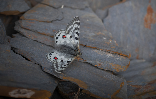Cephalus Apollo