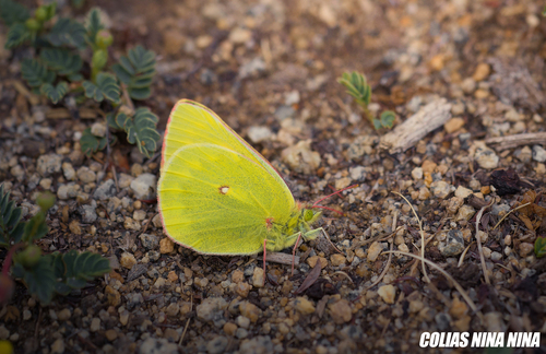 Colias nina