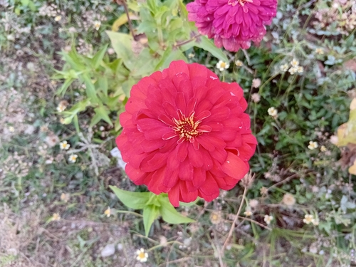 Elegant Zinnia