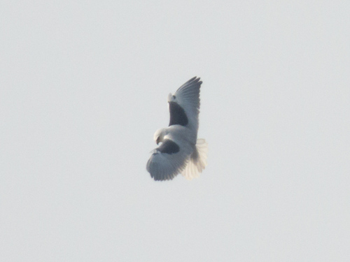 Black-winged Kite