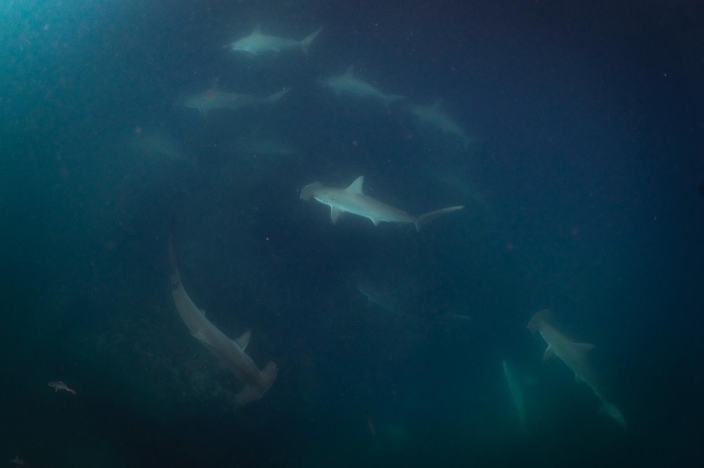 Group of scalloped hammerheads schooling over a reef
