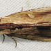 Antachara diminuta - Photo (c) Paul Bedell, some rights reserved (CC BY-SA), uploaded by Paul Bedell