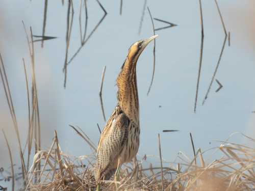 Eurasian Bittern