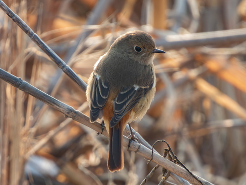 Daurian Redstart