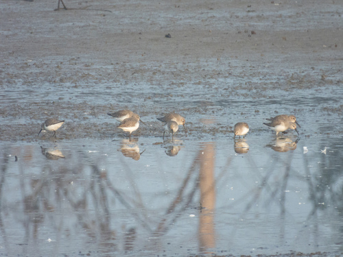 Dunlin