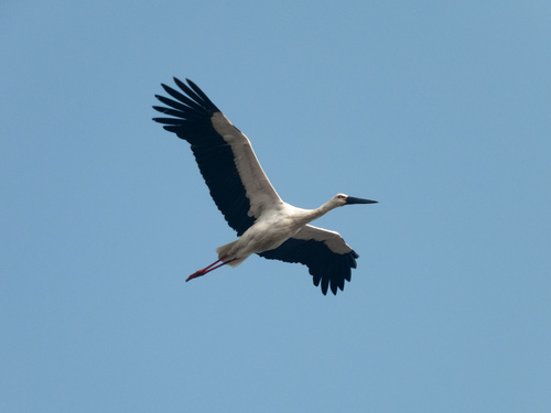 Oriental Stork