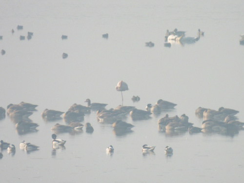 Greater Flamingo