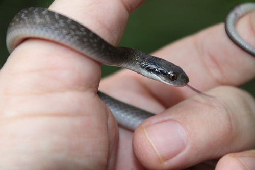 Red-lipped Snake